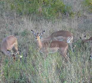 Krüger Nationalpark