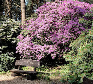 Spaziergang durch den Rhododendronpark Westerstede