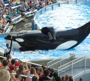 Shamu der große Killerwahl