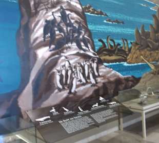 Staatliches Naturkunde Museum