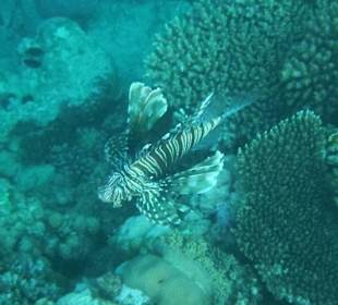 Hausriff Arabia Azur