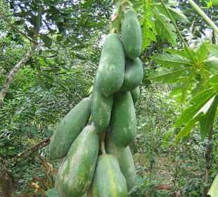 Die Papayas am Baum.