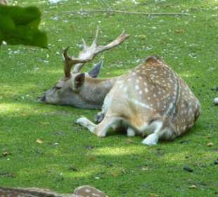 Mesopotanischer Damhirsch