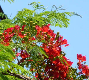 Leuchtende Farben...