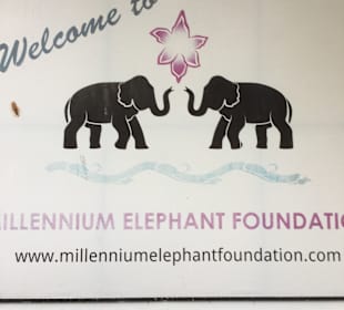Millennium Elephant Foundation