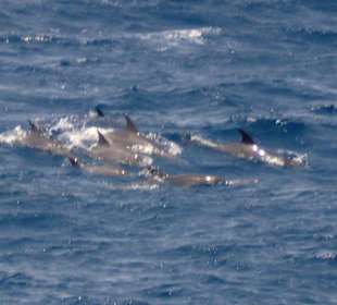 Ganz viele auf einmal