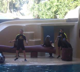 Comenzando el espectaculo de los leones marinos