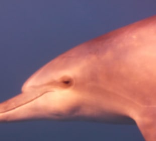 Urlaubserlebnis in Hurghada