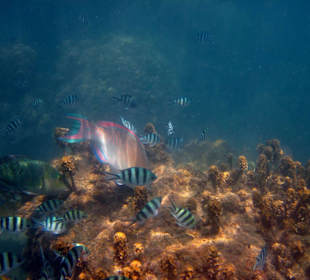 Underwater,fast am Hotelbeach