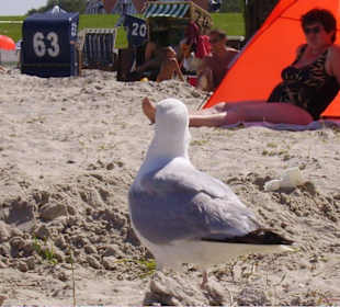 Die Möve am Badestrand