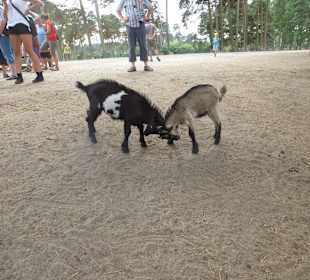 Wer ist hier der Boß?