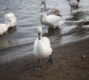 Под Карловым мостом