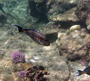 Fische im Hausriff Tulip Resort
