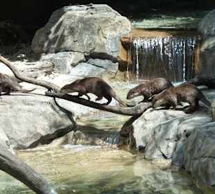 Dschungelimpressionen