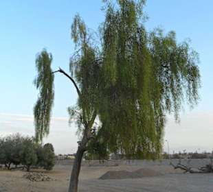 Spezielle Bäume auf dem Weg