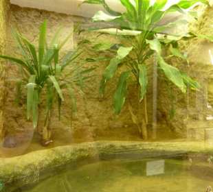 Amboina - Schanierschilkröte - Terrarium
