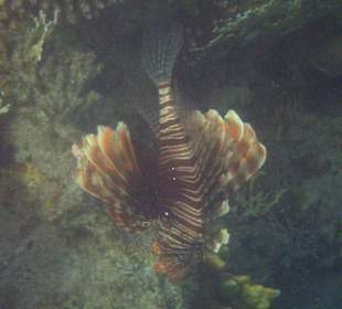 Coraya Bay, Feuerfisch