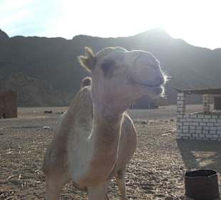 Ausflug in die Wüste