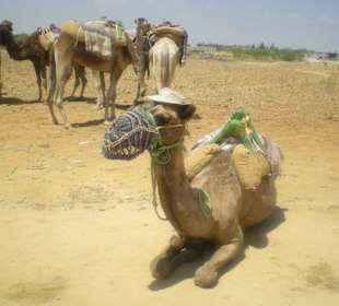 Kamel