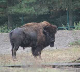 Bison