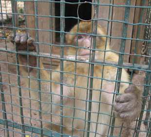 Vogelpark in der Nähe vom Hotel Atlantic