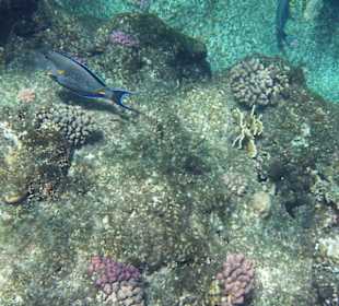 Hotelriff (vom Steg aus)