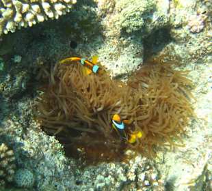 Wir haben Nemo gefunden