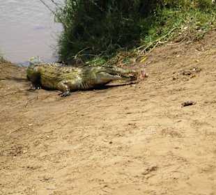 Crocodile bord fleuve