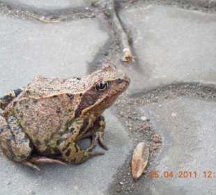 Frosch
