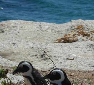 Boulders Bay