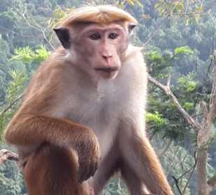 Rohan Shops & Tours im Club Hotel Dolphin