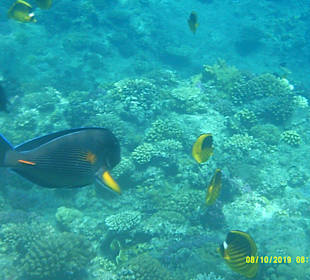 Tauchen Marsa Alam