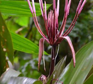 Hawaii Tropical Botanical Garden