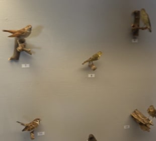 Natur- und Jagdmuseum