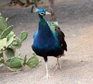 Kardynałek na wolnym wybiegu pozuje