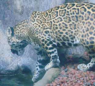 La Paz Waterfall Gardens