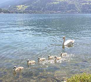 Wandern Zell am See