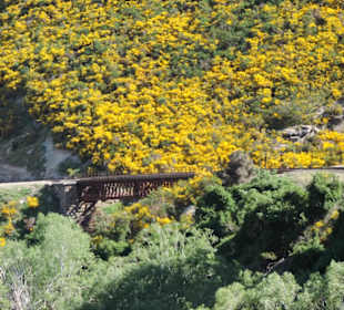 Mitder Taileri Railway durch die Natur Neuseelands