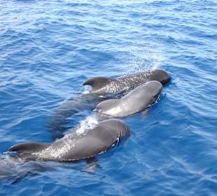 Wale beim Auftauchen