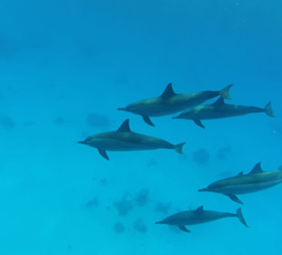 Shaab Marsa Alam