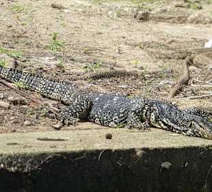 Flussrundfahrt Bentota River - Bindenwaran