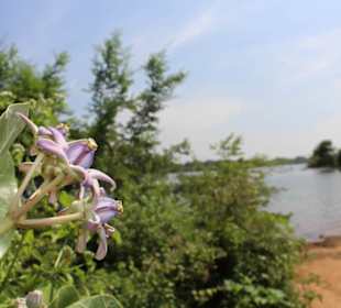 Nationalpark Udawalawe
