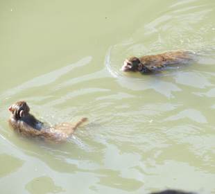 Affen schwimmen im Fluss