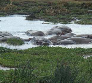 Mała kąpiel hipciów