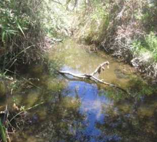 Wasserlauf: Penasquitos Creek?
