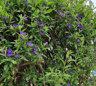 In Kübel aufgestellt