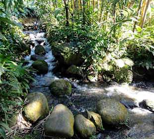 Wasserläufe im Botanischen Garten