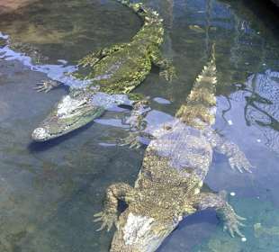 Komm nur in's Wasser