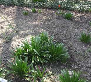 Rosengarten Zweibrücken