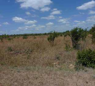 Krüger Nationalpark